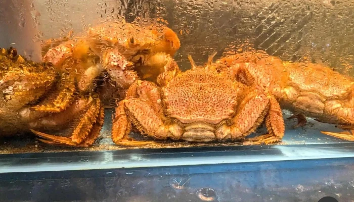 いか太郎 本店 -  料理飲み物 - 函館市