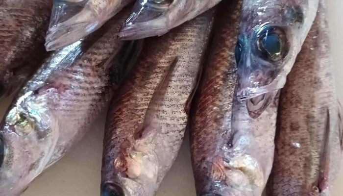 まつ葉 -  魚類 - 野田市