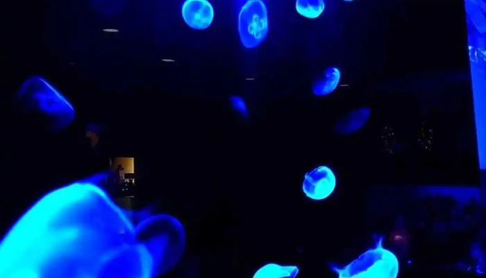 シシリアン 動画 - 人吉市