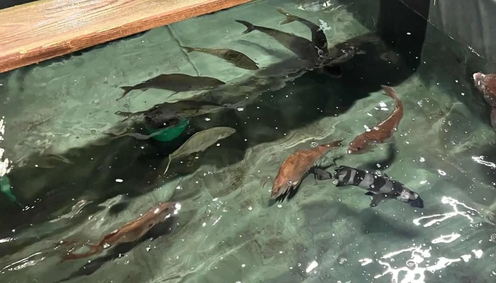 マルタ活魚 -  スコア - 糸島市