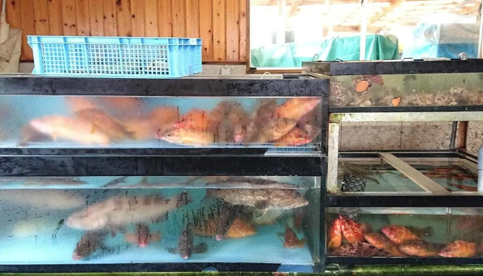 マルタ活魚 -  魚類 - 糸島市