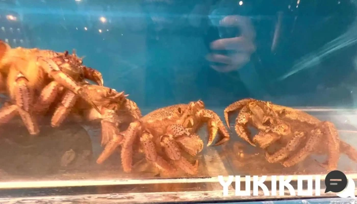 北斗房 -  動画 - 函館市