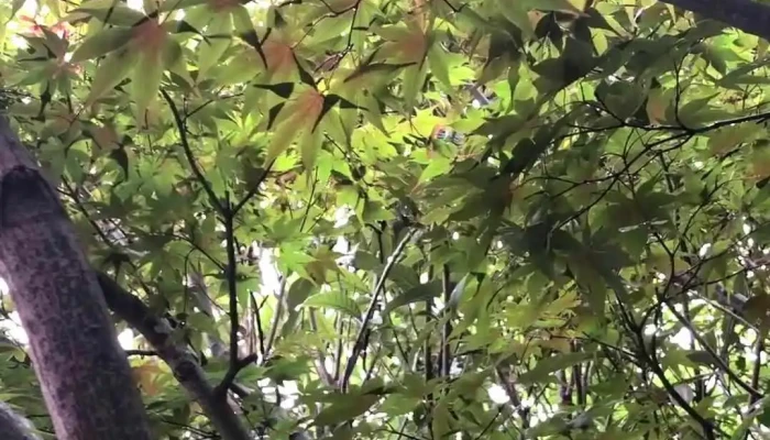 寿司和食 がんこ 寝屋川店 動画 - 寝屋川市
