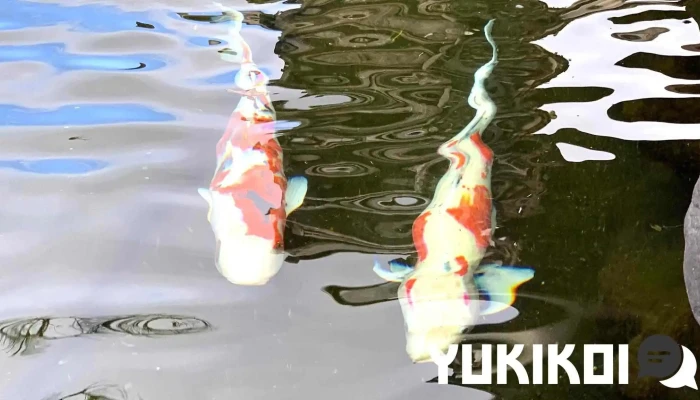 料亭 魚数 -  オーナー提供 - 草津市