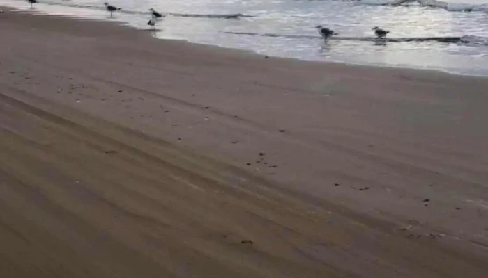 海の家 かなもり -  動画 - 宝達志水町